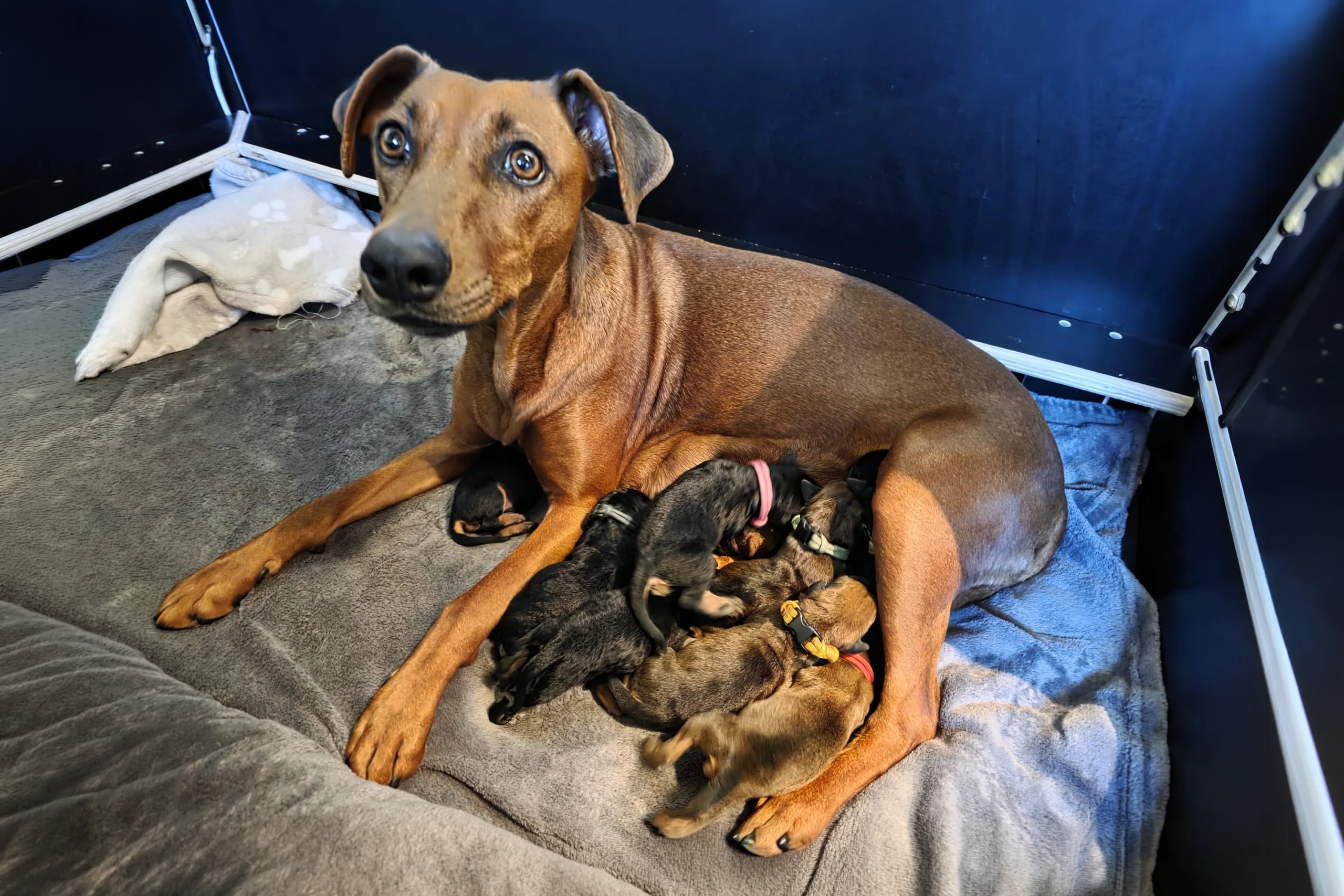 img-alisa-geburt-c-wurf